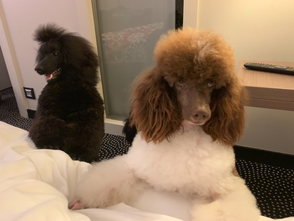 Publication : Du pré moussey Auteur : Jocelyne Poupon