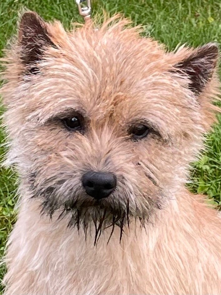 Vulcain du Harpouy D'Auzan