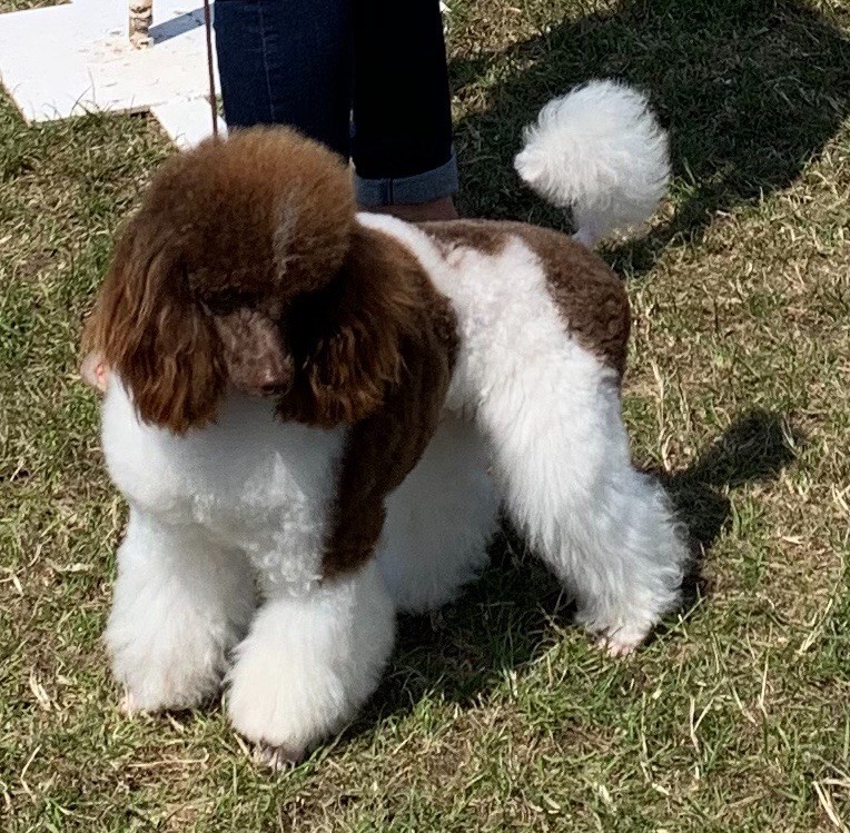 Publication : Du pré moussey Auteur : Jocelyne Poupon