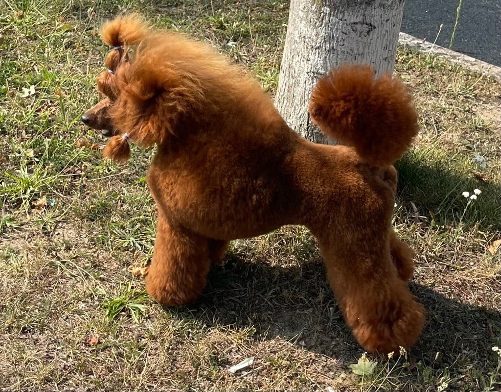 Vahiné Du pré moussey