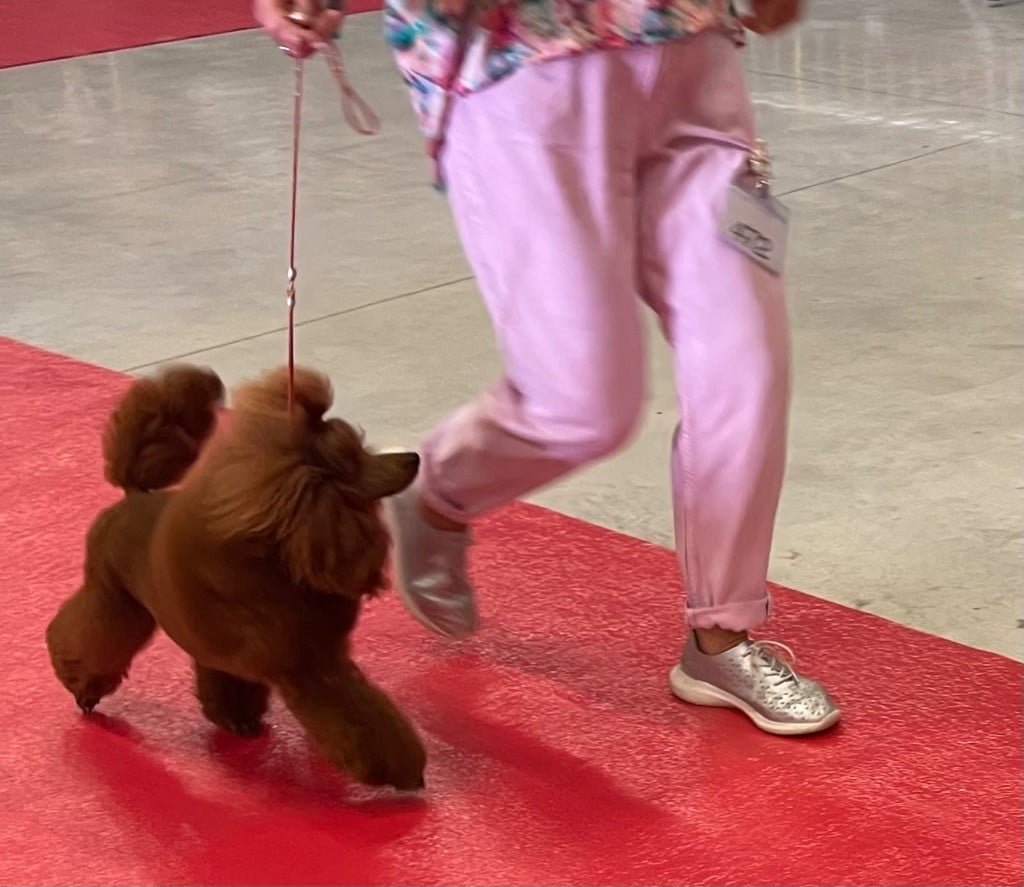 Vahiné Du pré moussey