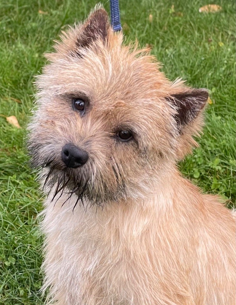 Vulcain du Harpouy D'Auzan