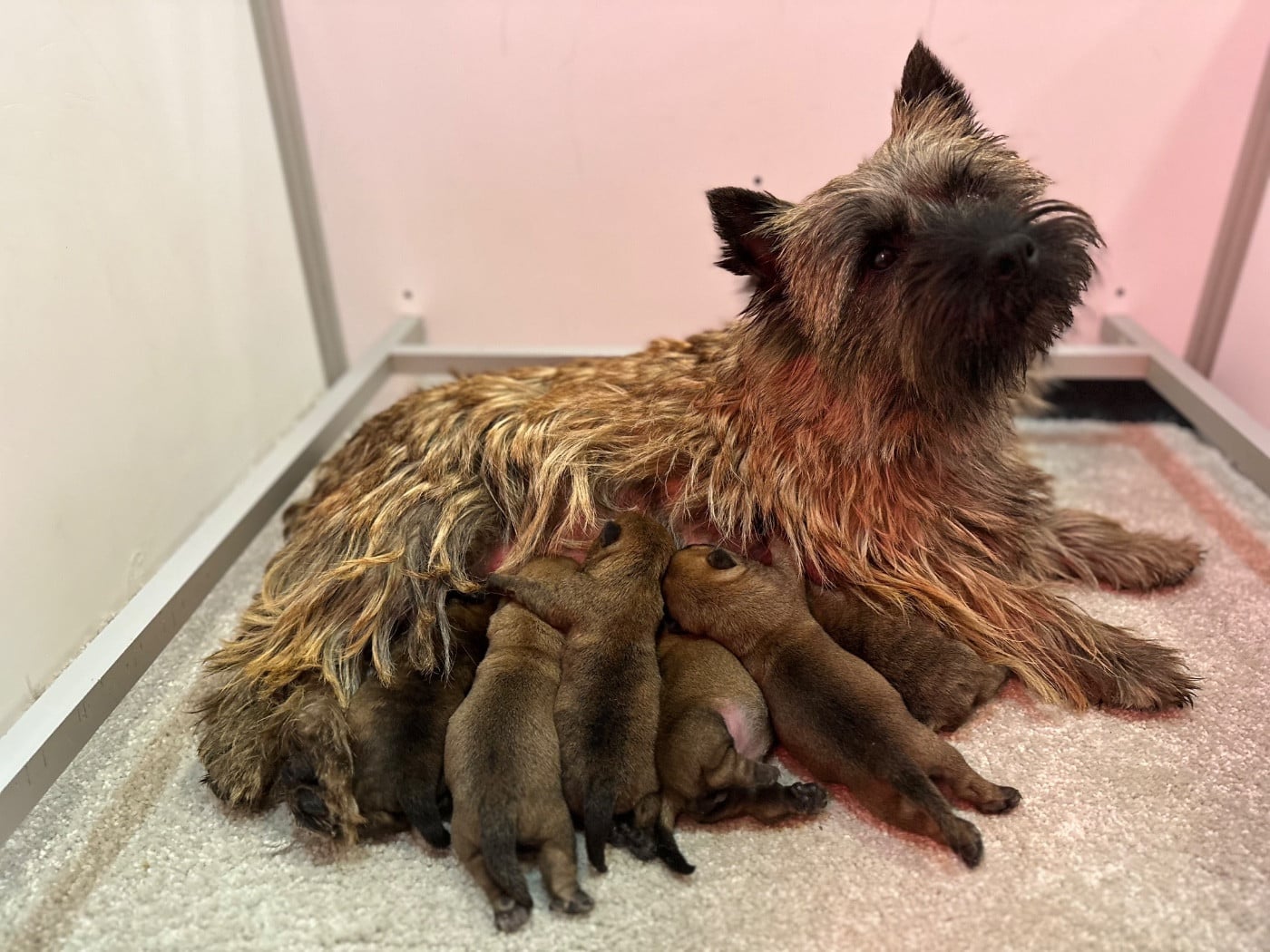Cairn Terrier - Du pré moussey