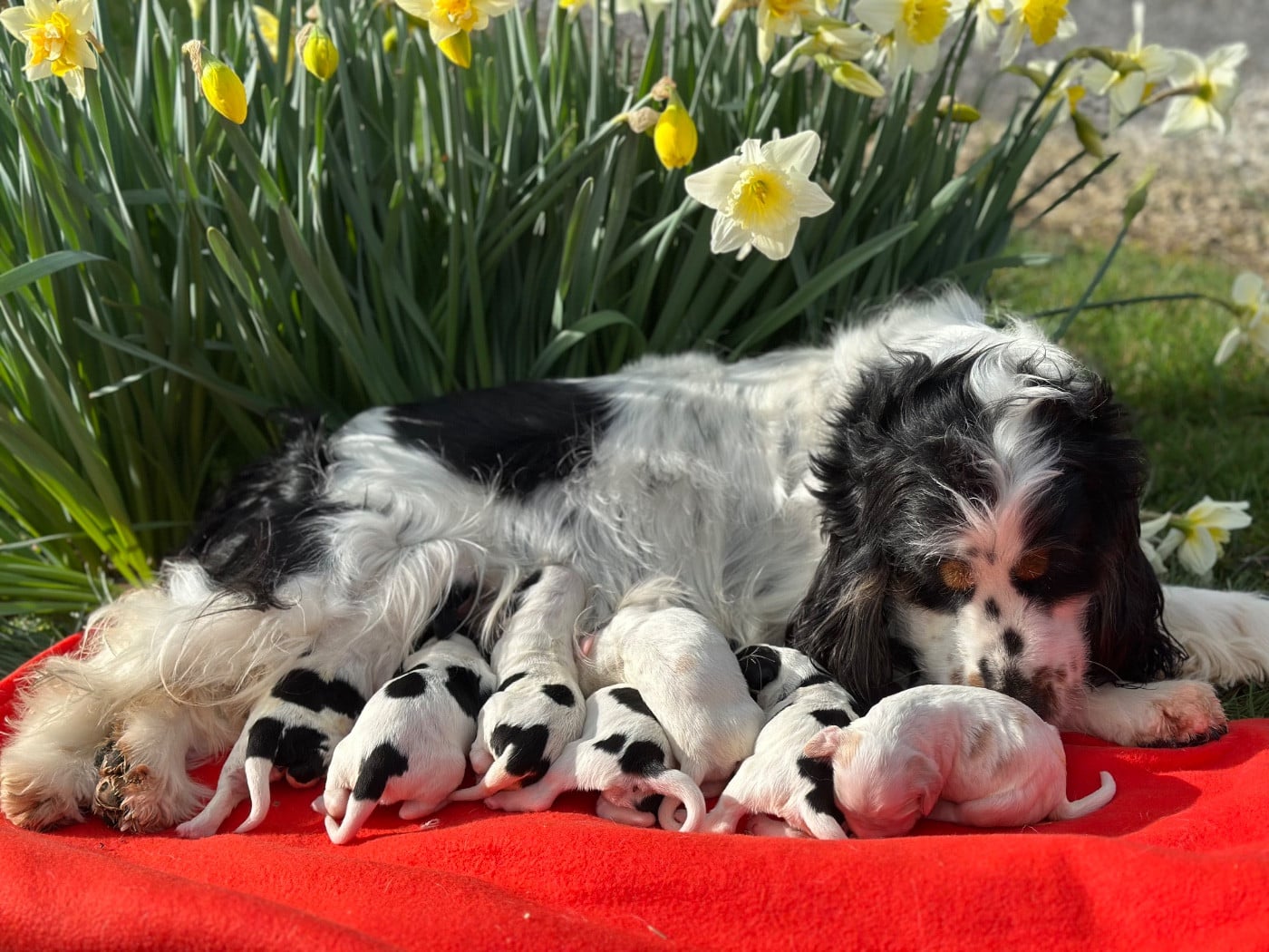 CHIOT 1 - Cocker Spaniel Anglais