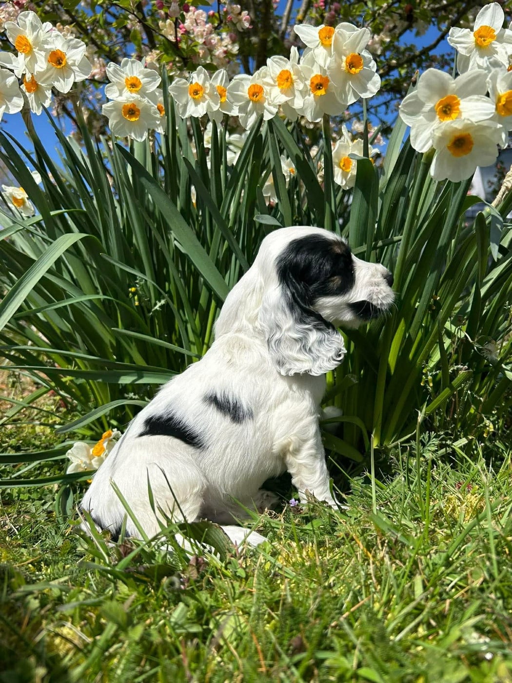 Petit chiot tricolore