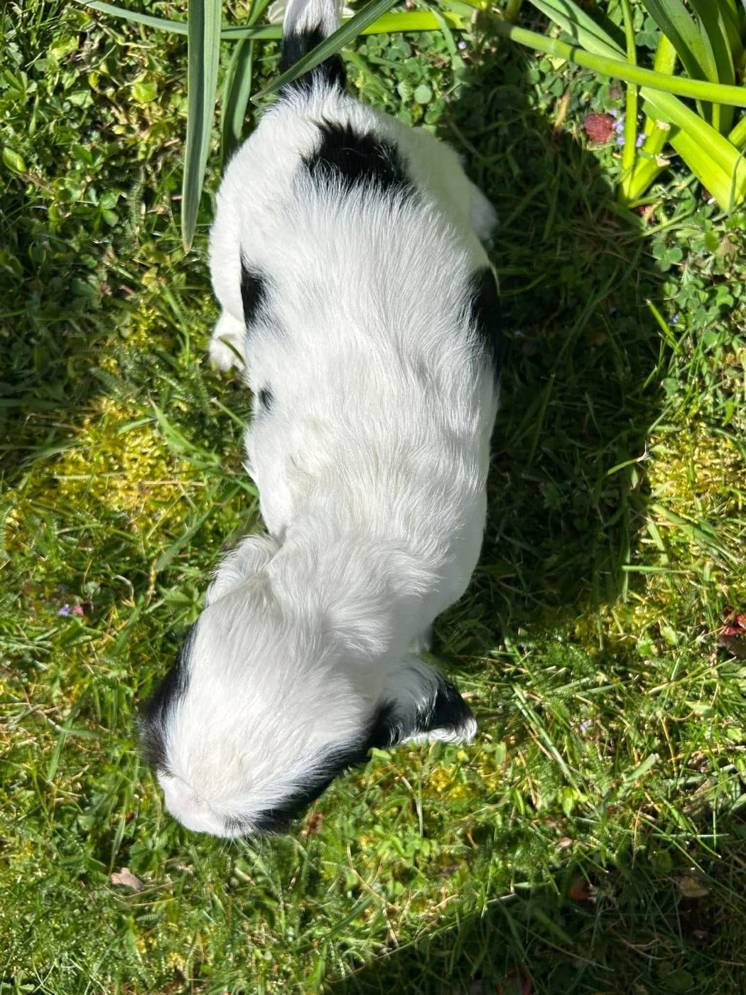 Petit chiot tricolore