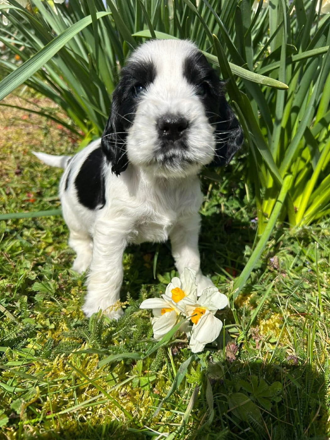 Petit chiot tricolore