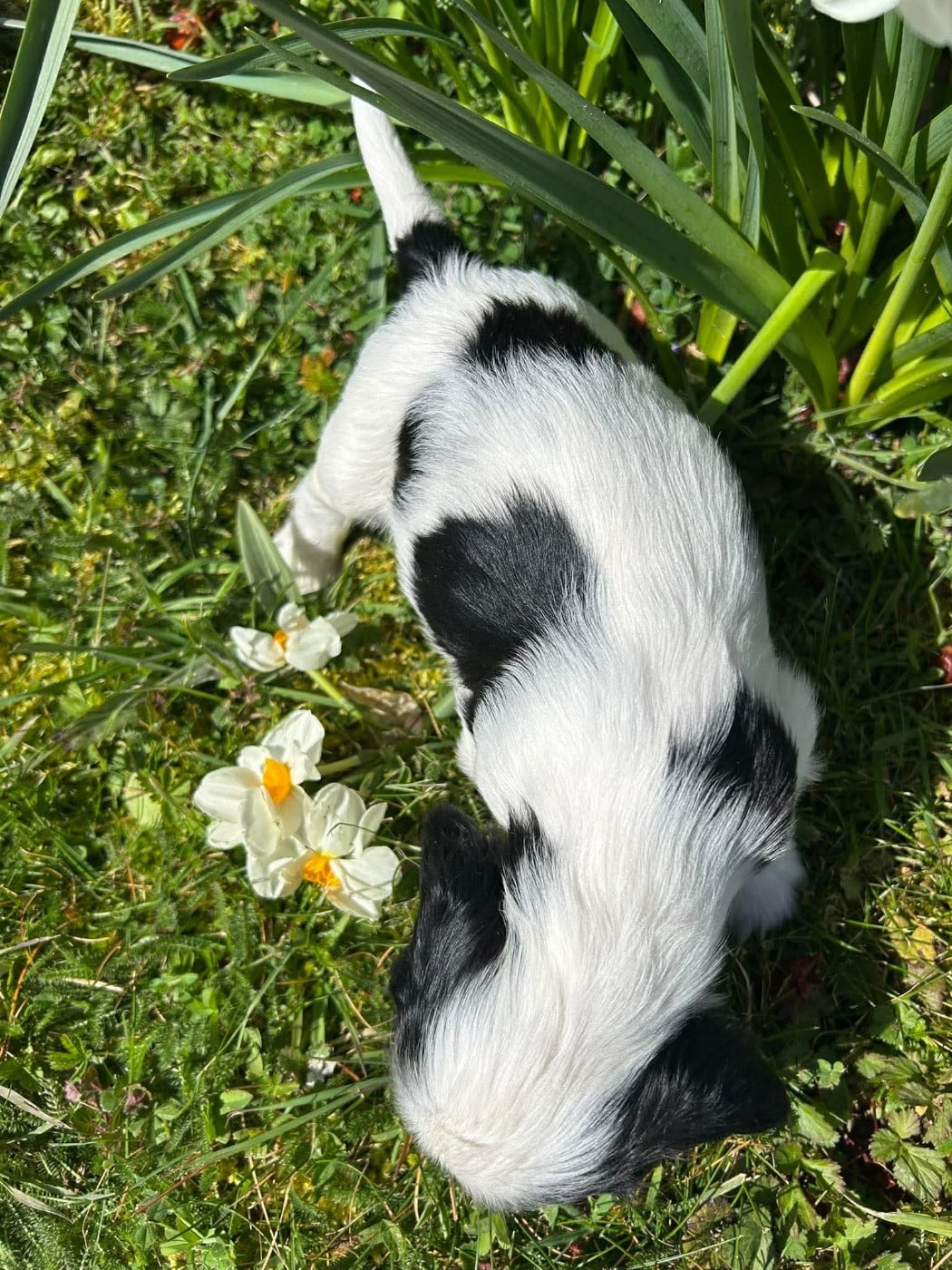 Petit chiot tricolore