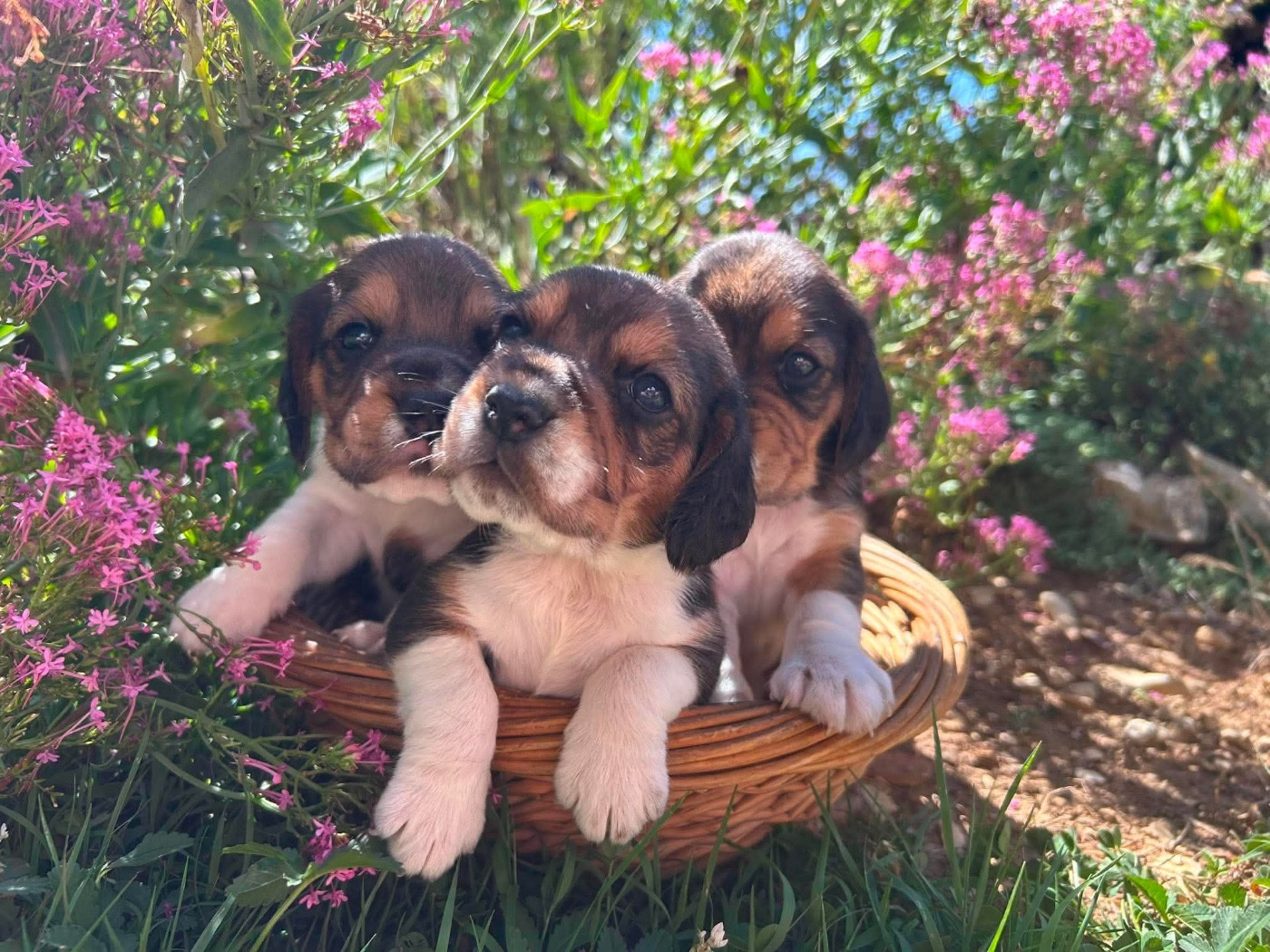 CHIOT 2