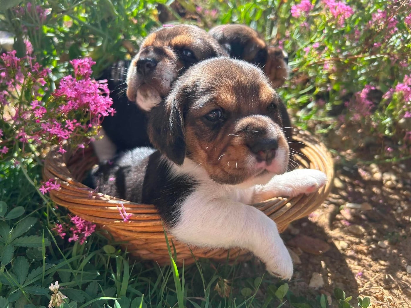 CHIOT 2