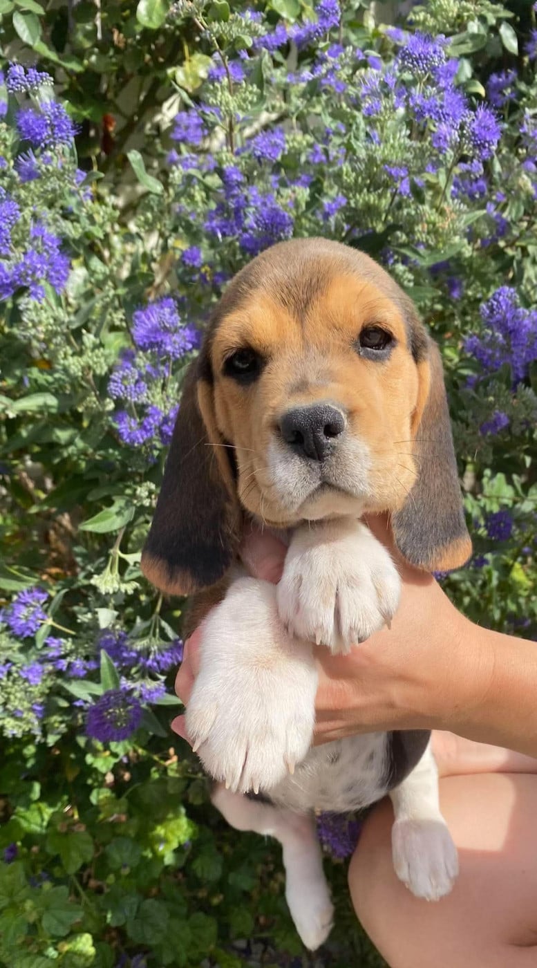 CHIOT 1