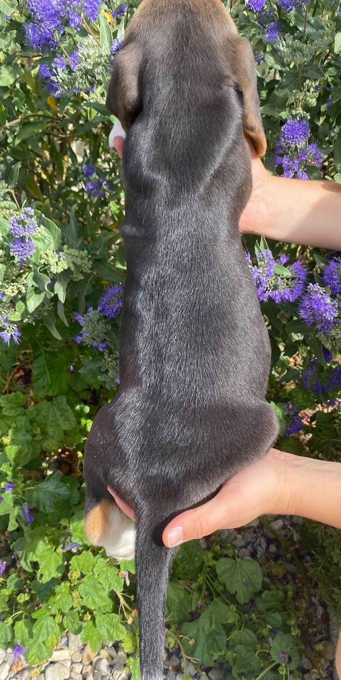 CHIOT 1