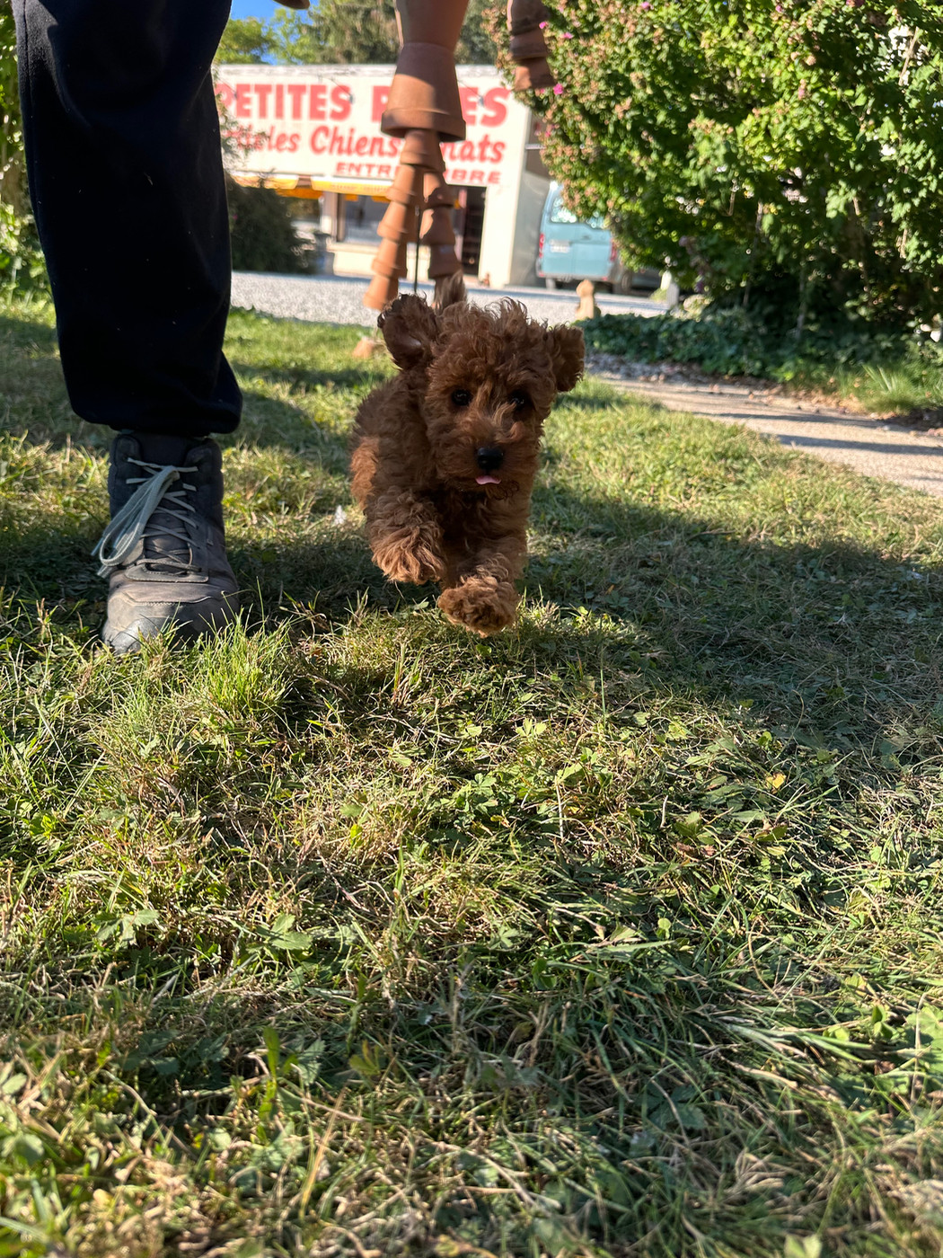 Chiot N°1