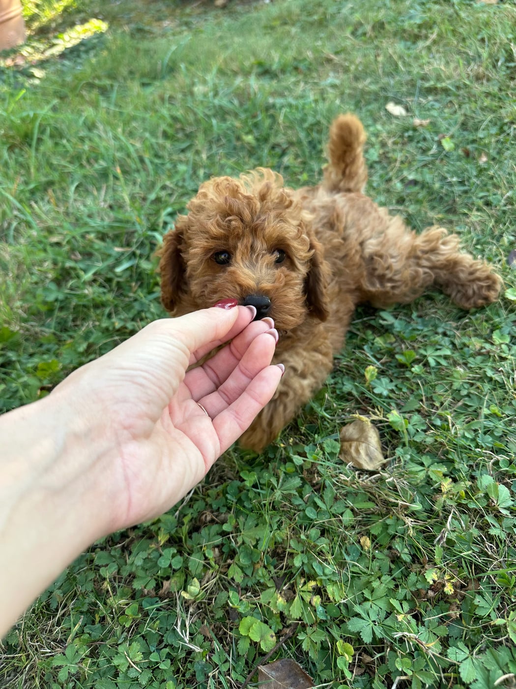 Chiot N°1