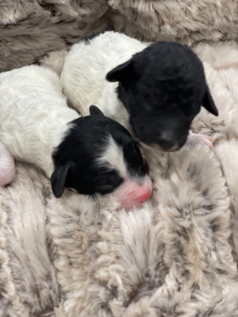 La Pouponnerie, Elevage Du Pre Moussey - Chien Particolore à poil frisé - Portée née le 17/11/2021