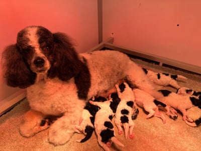 Les chiots de Caniche