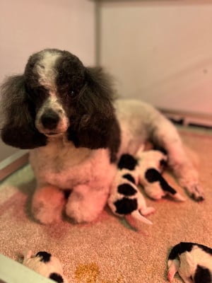 Les chiots de Caniche