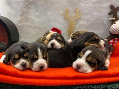 CHIOT 5 - Beagle