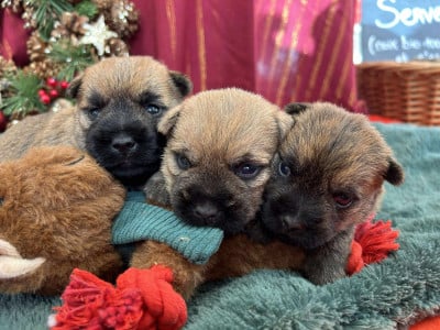 CHIOT 5 - Cairn Terrier