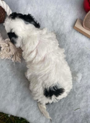 Les chiots de Caniche