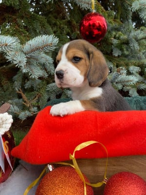 Les chiots de Beagle