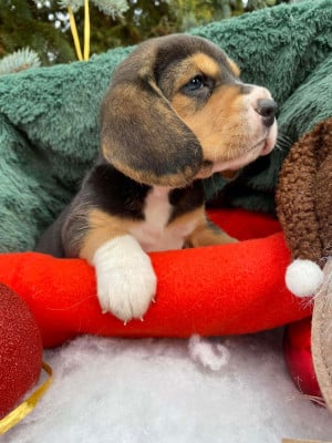 Les chiots de Beagle