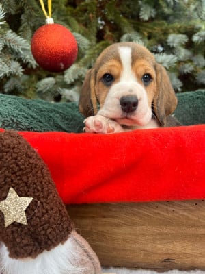 Les chiots de Beagle
