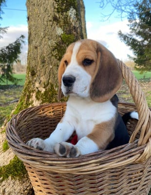 Les chiots de Beagle