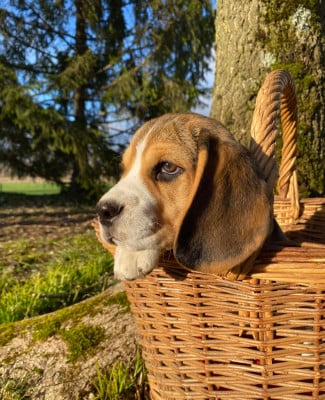 Les chiots de Beagle