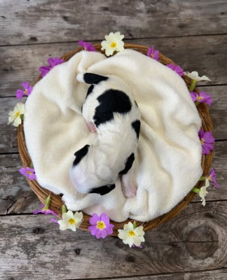 Les chiots de Cocker Spaniel Anglais