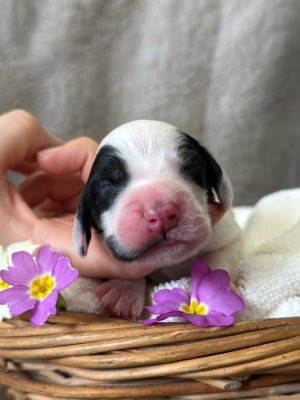Les chiots de Cocker Spaniel Anglais