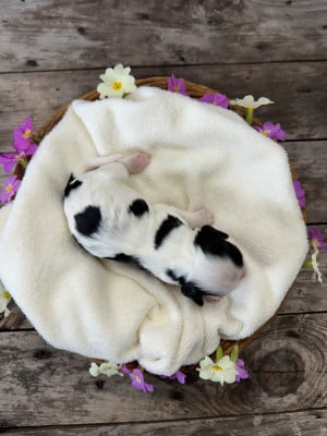 Les chiots de Cocker Spaniel Anglais