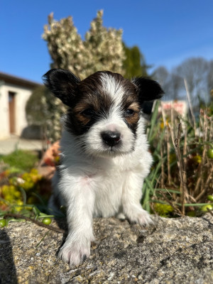 Les chiots de Epagneul nain Continental (Papillon)