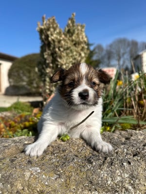 Les chiots de Epagneul nain Continental (Papillon)