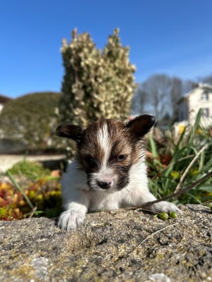 Les chiots de Epagneul nain Continental (Papillon)