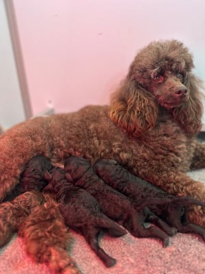 Les chiots de Caniche