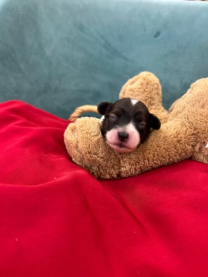 Les chiots de Epagneul nain Continental (Papillon)