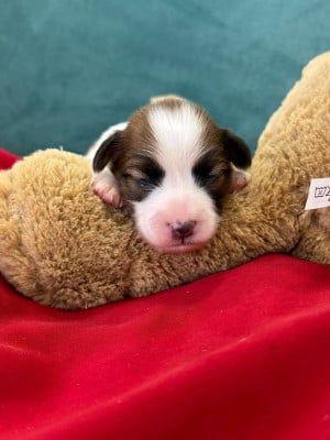 Les chiots de Epagneul nain Continental (Papillon)