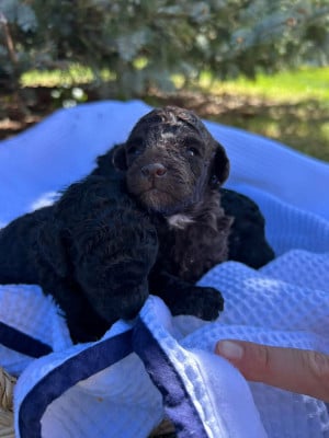 Les chiots de Caniche