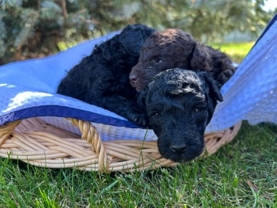 Les chiots de Caniche