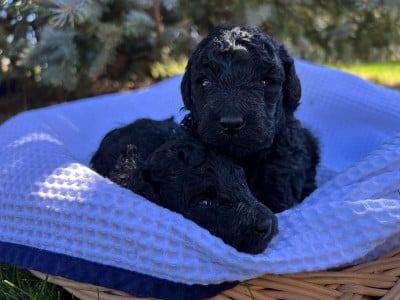 Les chiots de Caniche