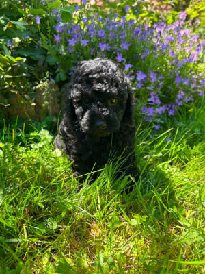 Les chiots de Caniche