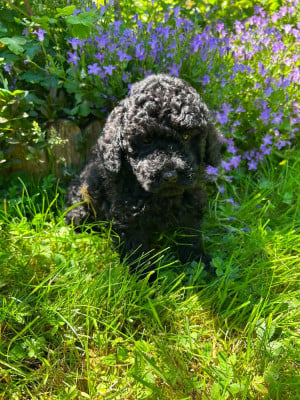 Les chiots de Caniche