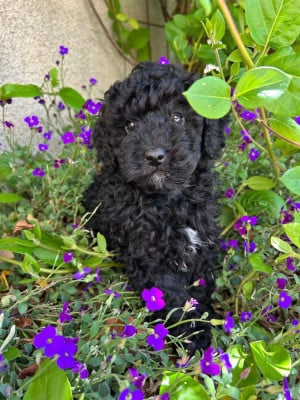 Les chiots de Caniche