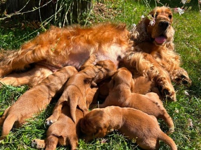 Les chiots de Cocker Spaniel Anglais