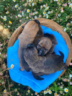 Les chiots de Cairn Terrier