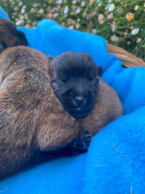 Les chiots de Cairn Terrier