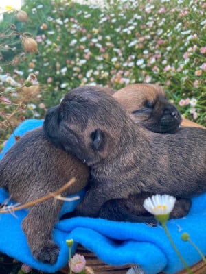 Les chiots de Cairn Terrier