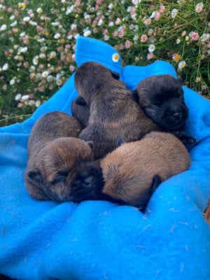 Les chiots de Cairn Terrier