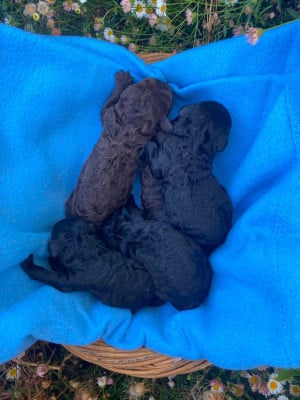 Les chiots de Caniche